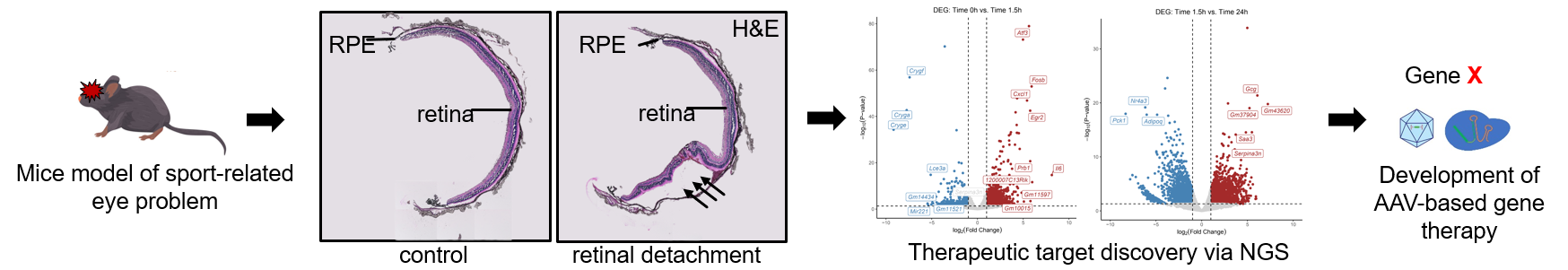 Molecular Sports Ophthalmology: from mice model to gene therapy pipeline